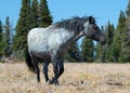 Wild Horse Blue Roan Band Stallion in the Pryor Mountains Wild Horse Range in Montana Ã¢â¬â Wyoming